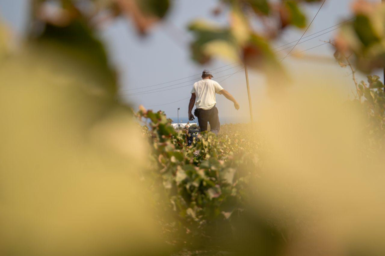 Santorini: Private Wine Tasting at Pagonis Estate Santorini Wine Tasting A Unique Experience of 10