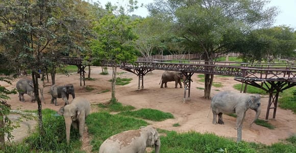 Koh Samui: Private Elephant Kingdom & Cook Your Thai Feast