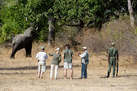 Safari/ Marche des rhinocéros