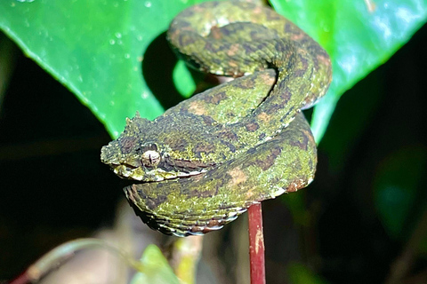 Manuel Antonio: Nachttour mit einem naturkundlichen Führer.Nachttour mit einem naturkundlichen Führer (inklusive Transport)