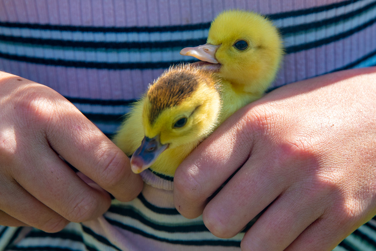 Vik i Sogn: Authentic Farm Visit