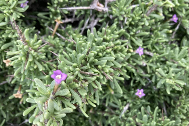 Fuerteventura Vandring på det heliga berget El Cardon