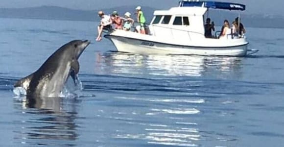 2-stündige Bootstour zur Delfinbeobachtung