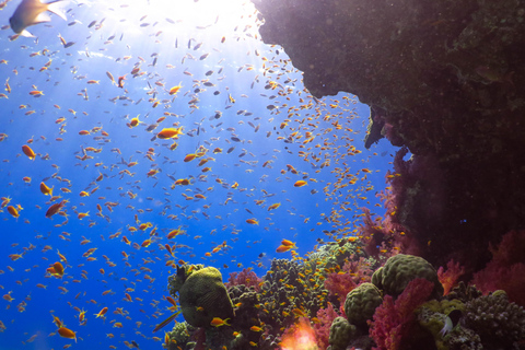 Eliat: Coral Reef Snorkeling Trip with Instructor Snorkeling tour to Underwater Restaraunt covered by Corals