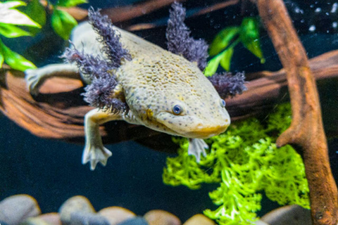 Mexico : billet d'entrée à l'Acuario Michin