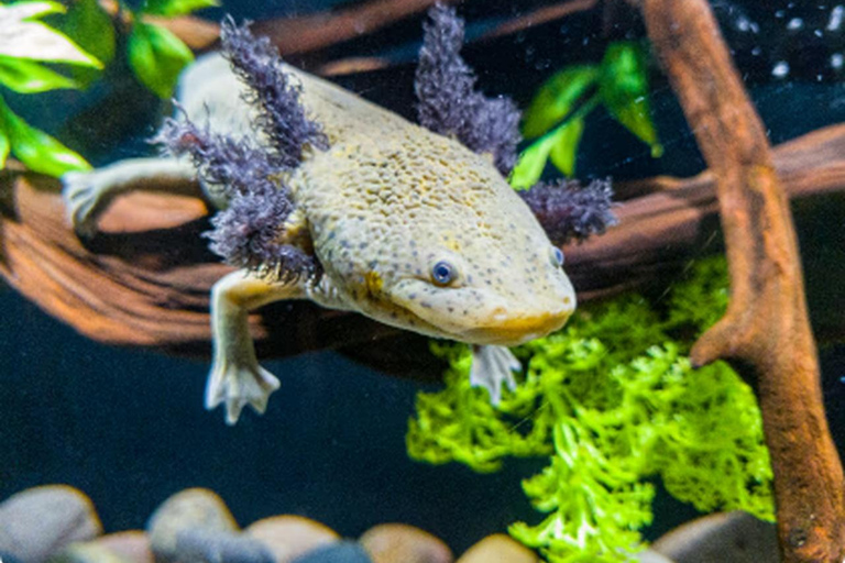 Mexico : billet d'entrée à l'Acuario Michin