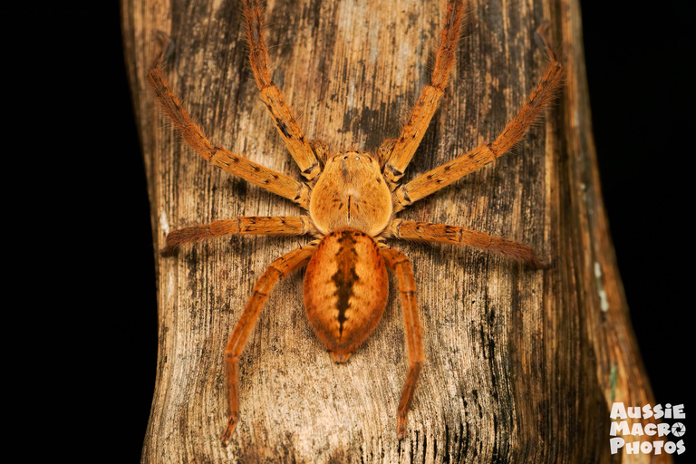 Cairns: caminata nocturna en el jardín botánico de Cairns