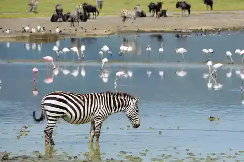 Safari de 4 dias pela vida selvagem [Tarangire, Ngorongoro e Lago Manyara]