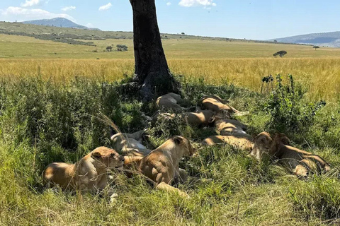 From Nairobi: National Park & Maasai Mara Safari Guided Tour