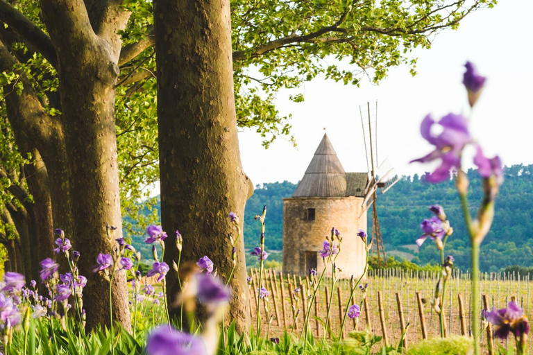 Luberon: Vineyard Tour and Wine Tasting