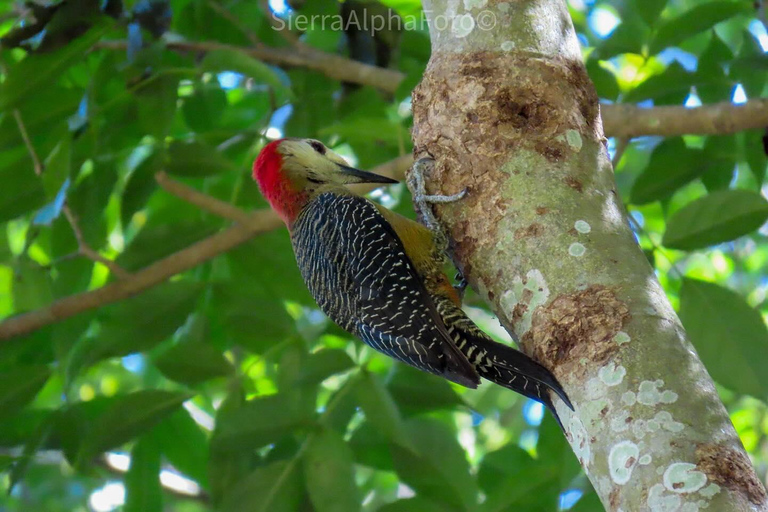 Rockland vogelreservaat privétourVan Grand Palladium/ Lady Hamilton