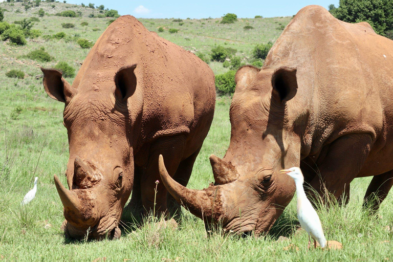 Safari at Lion and Rhino Park / Lesedi Culture Village