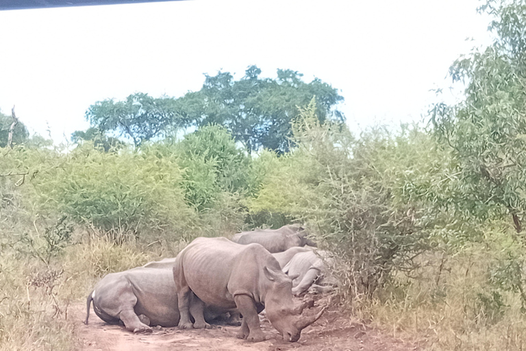 Eswatini: Rhino Walk in Hlane Royal National Park