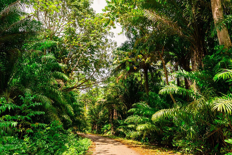 Tobago: Argyle Waterfall &amp; Tropical Garden with Hummingbirds