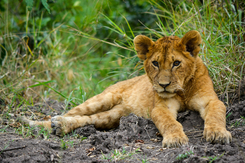 Nairobi: 3-Day, 2-Nights Maasai Mara Big Five Safari