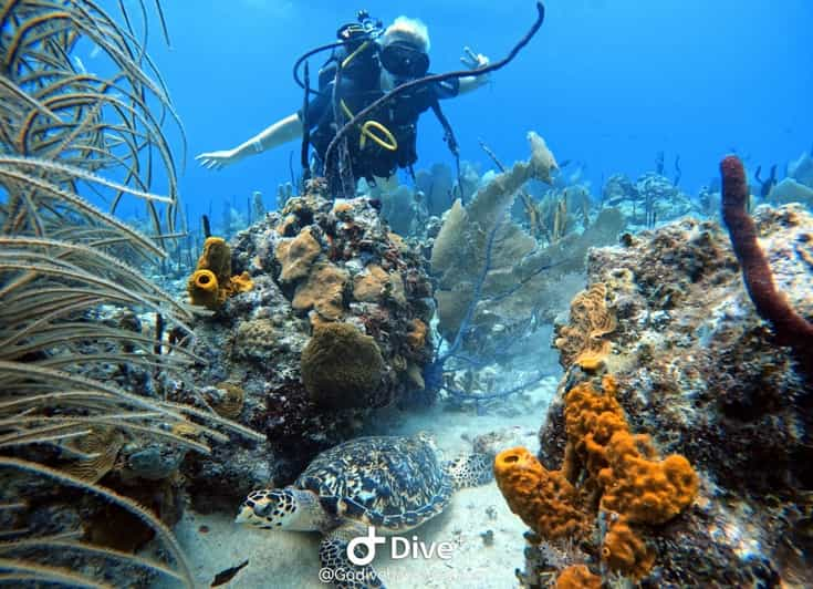 Scuba Diving Initiation Godive Bayahibe Getyourguide