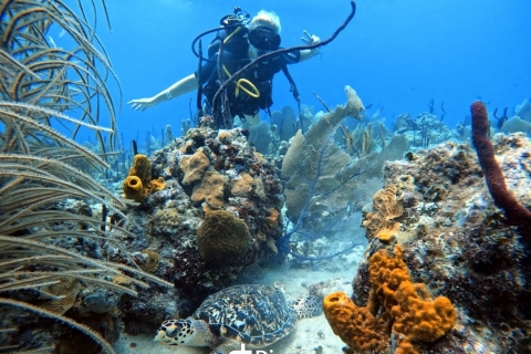 Bayahibe Godive - Initiation à la plongée sous-marineDécouvrez la plongée sous-marine - Bayahibe Go Dive