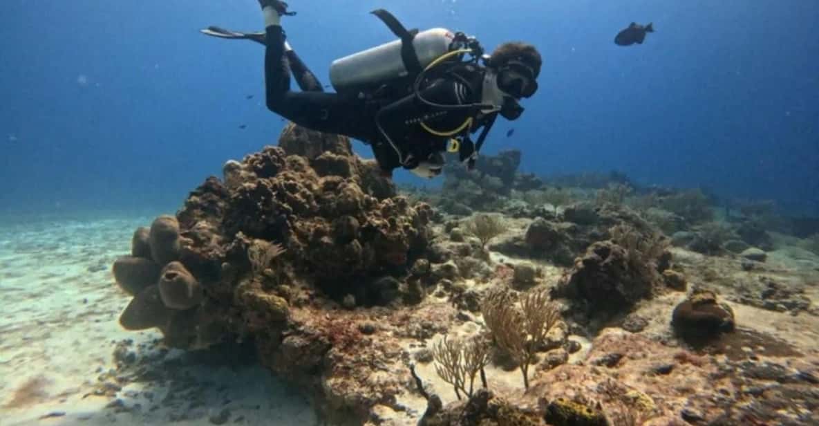 Cozumel Scuba Diving: 2 Tanks in the National Park for certified divers ...