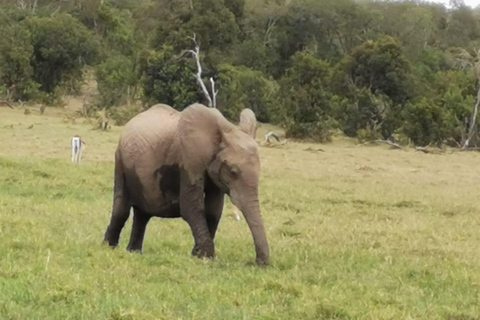 Excursión de un día al Parque Nacional de Amboseli