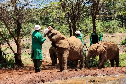 Z Nairobi: wycieczka do sierocińca słoni i centrum żyraf
