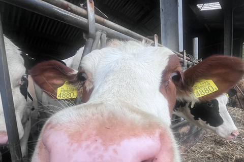 Rotterdam : Kinderdijk, site classé au patrimoine mondial de l&#039;UNESCO, expérience à la ferme fromagère
