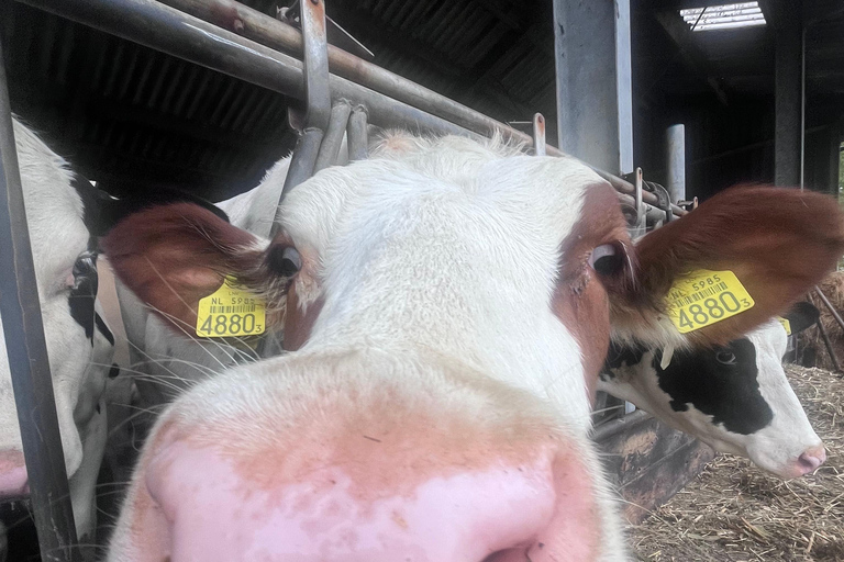 Rotterdam : Kinderdijk, site classé au patrimoine mondial de l&#039;UNESCO, expérience à la ferme fromagère