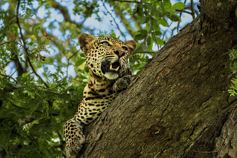 From Zanzibar: Best Day Safari Mikumi with flights and lunch