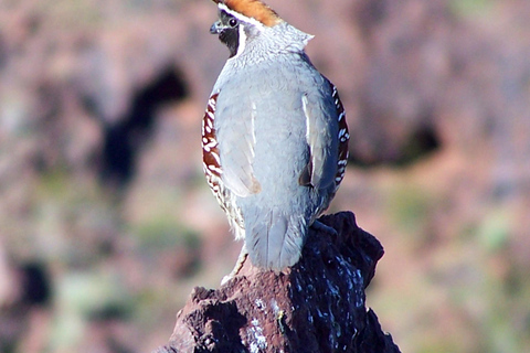 Las Vegas: Small Group Hoover Dam, Power Plant & Bridge Tour