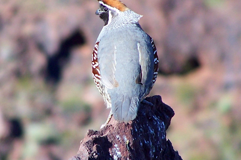 Las Vegas: Small Group Hoover Dam, Power Plant & Bridge Tour