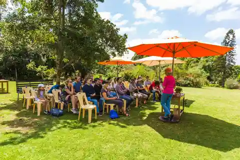 Tour della fattoria del tè Kiambethu e pranzo