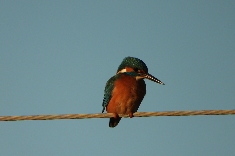 Birdwatching in Albania - Explore Shkodra Lake & Velipoja Birdwatching in Albania - Shkodra Lake & Velipoja Lagoon