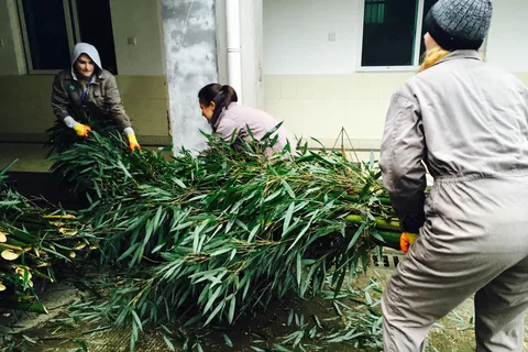 Panda Volunteer Project Day Trip(Wolong/Du Jiang Yan)
