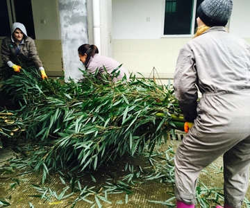 Panda Volunteer Project Day Trip(Wolong/Du Jiang Yan)