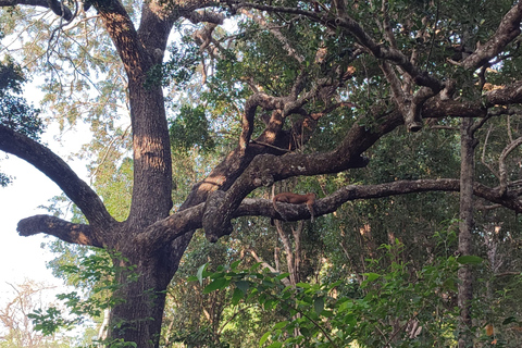 De Hikkaduwa/ Galle/ Mirissa - Safári no Parque Nacional de Yala