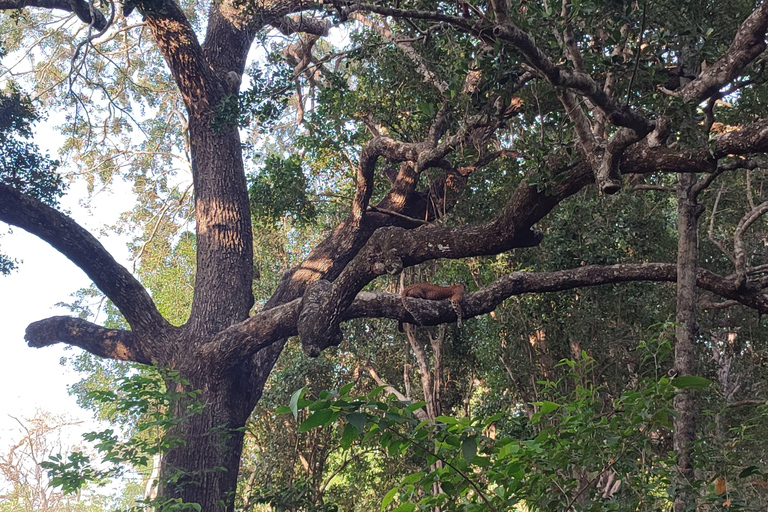 Från Hikkaduwa/ Galle/ Mirissa - Safari i Yala nationalpark