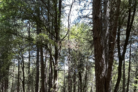 Motta Camastra: Tour in quad delle Gole Alcantara e dell'Etna