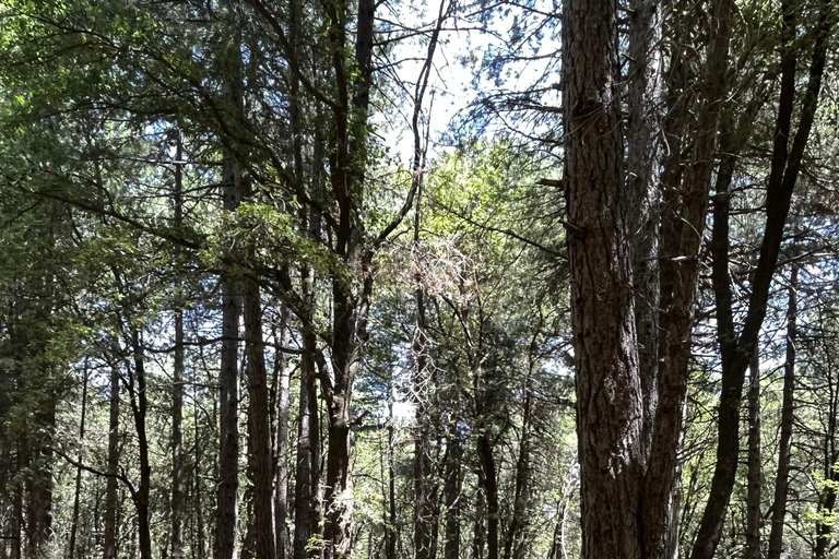 Motta Camastra: Tour in quad delle Gole Alcantara e dell'Etna