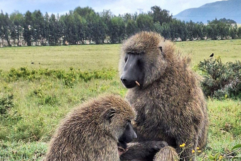 From Diani/Mombasa: 3-Days Tsavo East and Saltlick Lodge