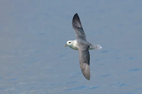 South Queensferry: Fågelskådningskryssning med RSPB-guide