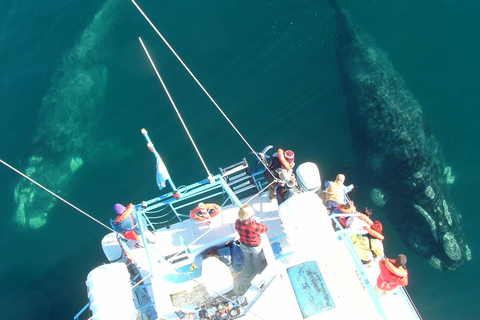 From Puerto Madryn: Full-Day Valdes Peninsula Tour