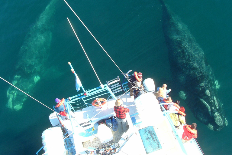 From Puerto Madryn: Full-Day Valdes Peninsula Tour