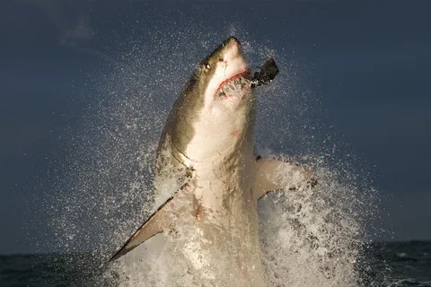 From Cape Town: Gans Bay Shark Cage Diving