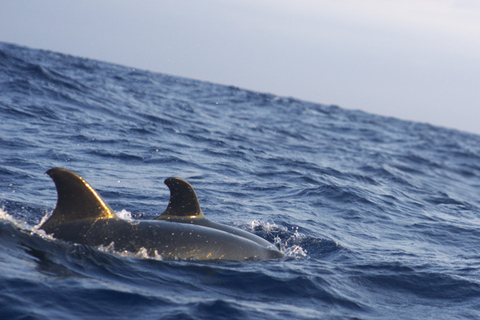 Alcudia: sightseeing, zeegrotten en snorkelavontuur per boot3 uur durende speedboottocht - grotten, snorkelen en sightseeing
