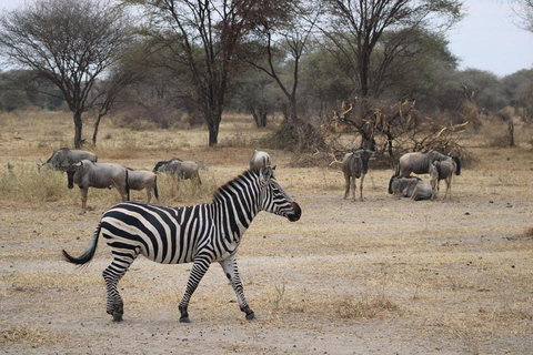 Arusha: 4-Day Safari with Full-Board Accommodations