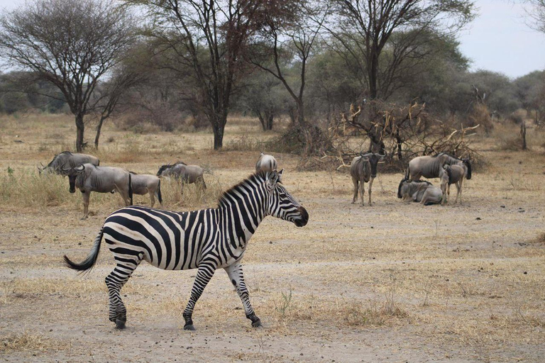 Arusha: 4-Day Safari with Full-Board Accommodations