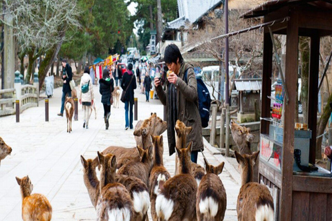 Discover Nara: The City of Deer, Temples & Timeless Beauty