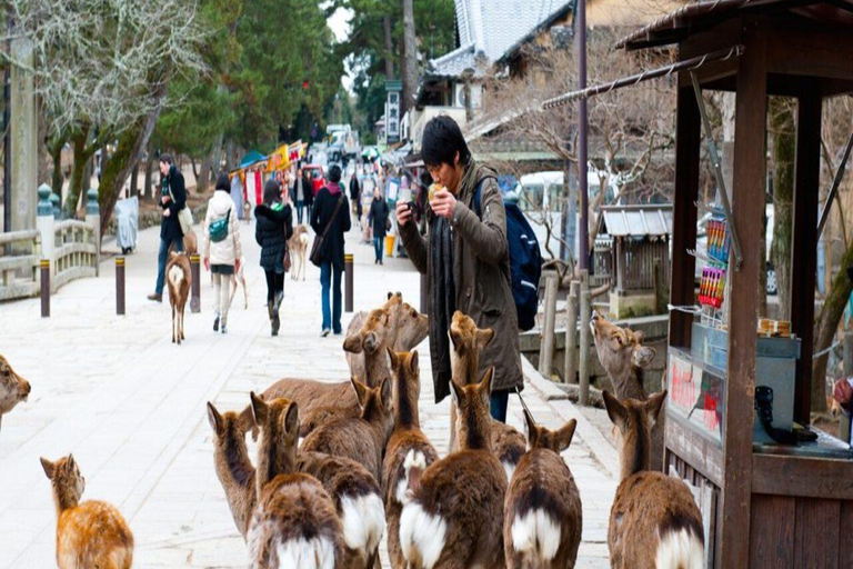 Discover Nara: The City of Deer, Temples & Timeless Beauty