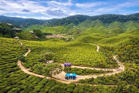 Cameron Highlands Private Day Trip from Kuala Lumpur