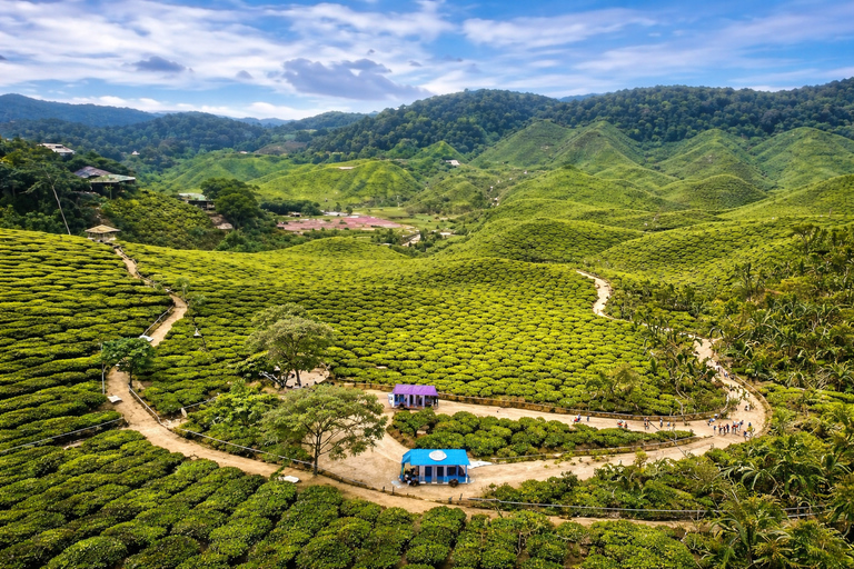 Cameron Highlands Private Day Trip from Kuala Lumpur