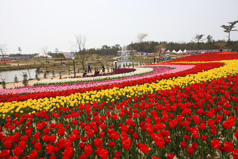 Seoul: Taean Tulip Festival and Strawberry Picking Day Tour Shared Tour, Meet at Dongdaemun